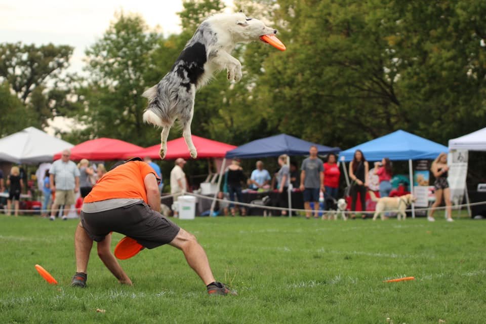 image of dog catching a frisbee