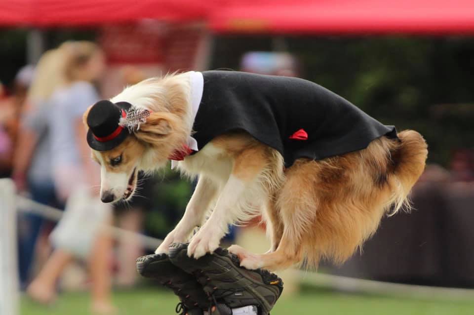 image of dog jumping